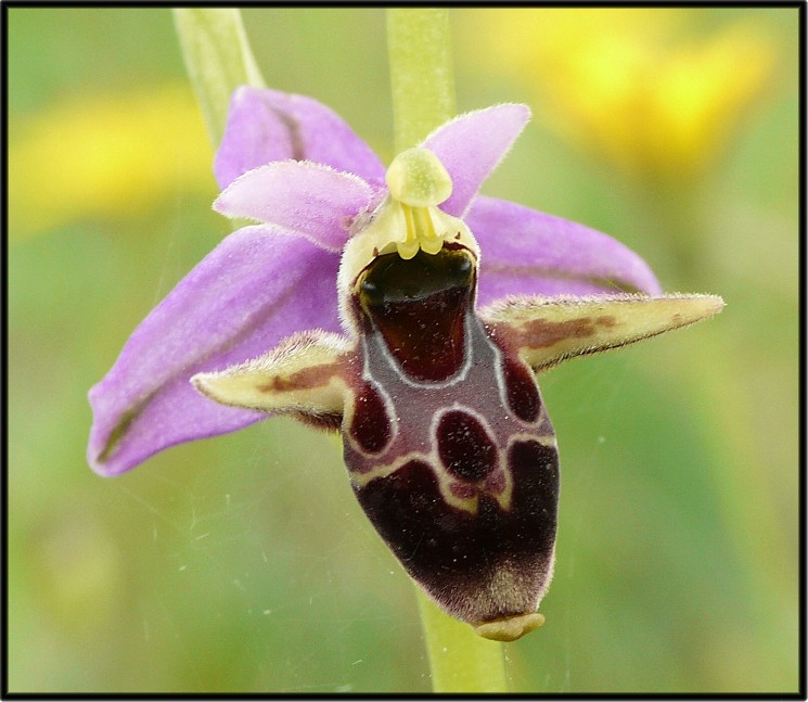 Ophrys scolopax subsp. cornuta